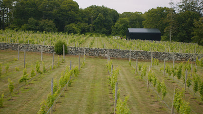 Estate Walkabout Wine Tasting